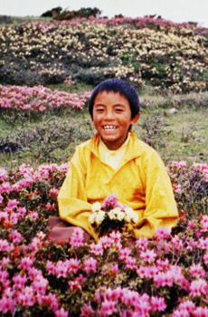 Mingyur Rinpoche as a Child