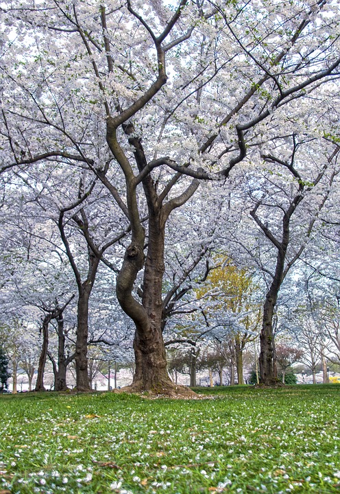 DC-cherry-blossoms